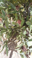 Protea lorifolia