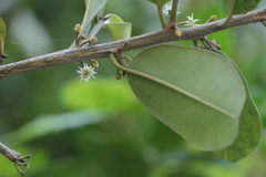 Sapotaceae
