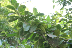 Sapotaceae