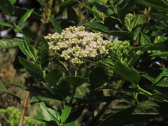 Ageratina tinifolia