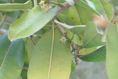 Sapotaceae