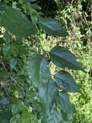 Halleria lucida