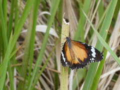 Danaus petilia