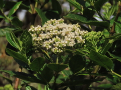 Ageratina tinifolia