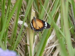 Danaus petilia