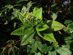 Ageratina tinifolia