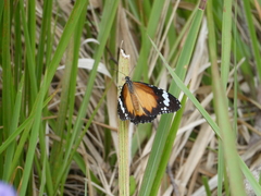 Danaus petilia