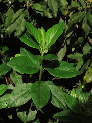 Ageratina tinifolia