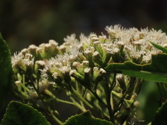 Ageratina tinifolia