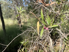 Eremophila debilis