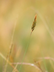 Anthoxanthum odoratum