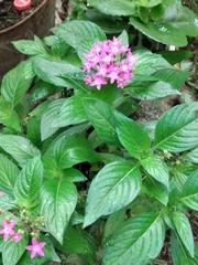 Pentas
