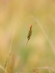 Anthoxanthum odoratum