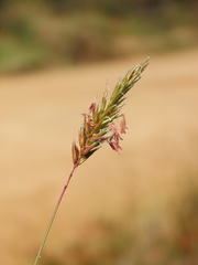 Anthoxanthum odoratum