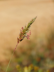 Anthoxanthum odoratum