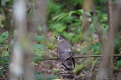 Hierococcyx nisicolor