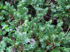 Juniperus squamata
