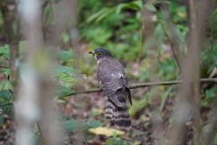 Hierococcyx nisicolor