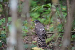 Hierococcyx nisicolor