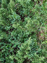 Juniperus squamata