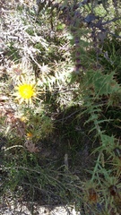 Berkheya cruciata