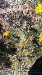 Berkheya cruciata