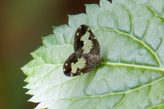 Ricanoptera fenestrata