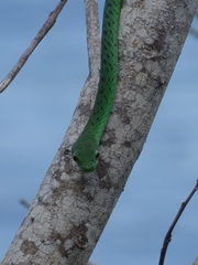 Philothamnus punctatus