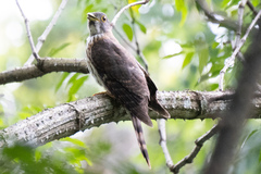 Hierococcyx nisicolor