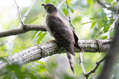 Hierococcyx nisicolor