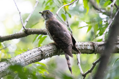 Hierococcyx nisicolor