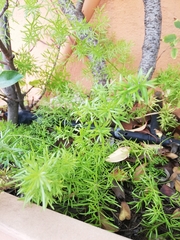 Asparagus