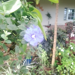 Evolvulus glomeratus