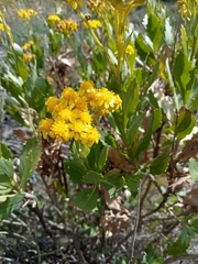 Senecio halimifolius