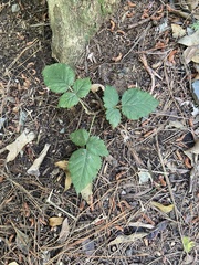 Rubus affinis