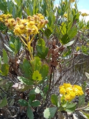 Senecio halimifolius