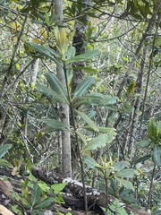 Pleiomeris canariensis image