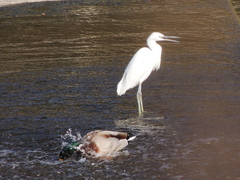 Egretta