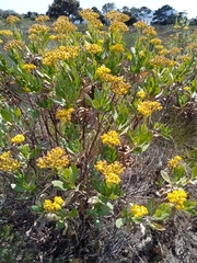 Senecio halimifolius