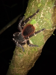 Acanthoscurria juruenicola