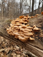 Phyllotopsis nidulans