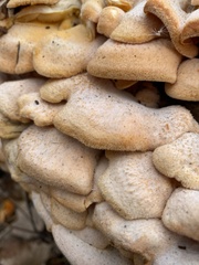 Phyllotopsis nidulans