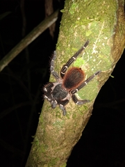 Acanthoscurria juruenicola