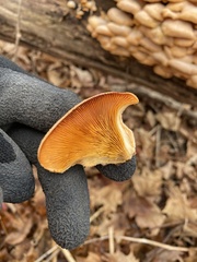 Phyllotopsis nidulans