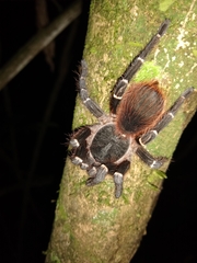 Acanthoscurria juruenicola