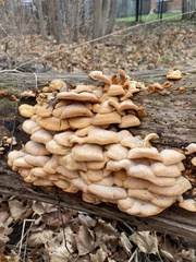 Phyllotopsis nidulans