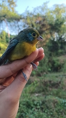 Passerina leclancherii