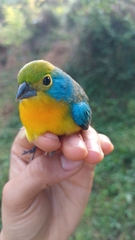 Passerina leclancherii