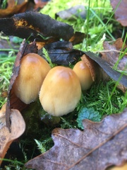 Coprinellus micaceus