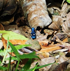 Cicindelinae